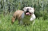 BULLDOG ANGLAIS 041